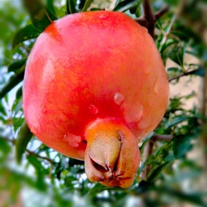 ザクロ,ザクロの 実,食べられる,ガーデニング,日当たり良好の画像