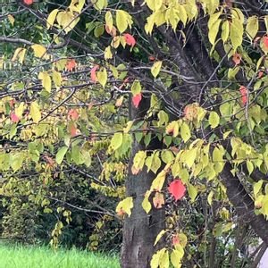 ヤマザクラ,散歩にて,いいねをありがとうございます¨̮♡︎の画像