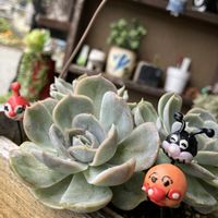 ピーチプリデ,三日月ネックレス,ハートカズラ斑入り《レディハート》,スタペリア　ヒルスタ,ブルーサプライズの画像