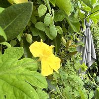 ゴーヤ,エルダーフラワー,オカワカメ,植物にありがとう♡,頑張れ❗️日本の画像