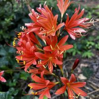 キツネノカミソリ,ムクゲ,リコリス,アサザ,ベロニカ スピカータの画像