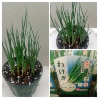 わけぎ,東向ベランダの画像