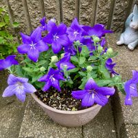 キキョウ,矮性キキョウ,ガーデニング,ハルのキキョウ,小さな庭の画像