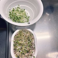 パンジー,ブロッコリースプラウトの画像