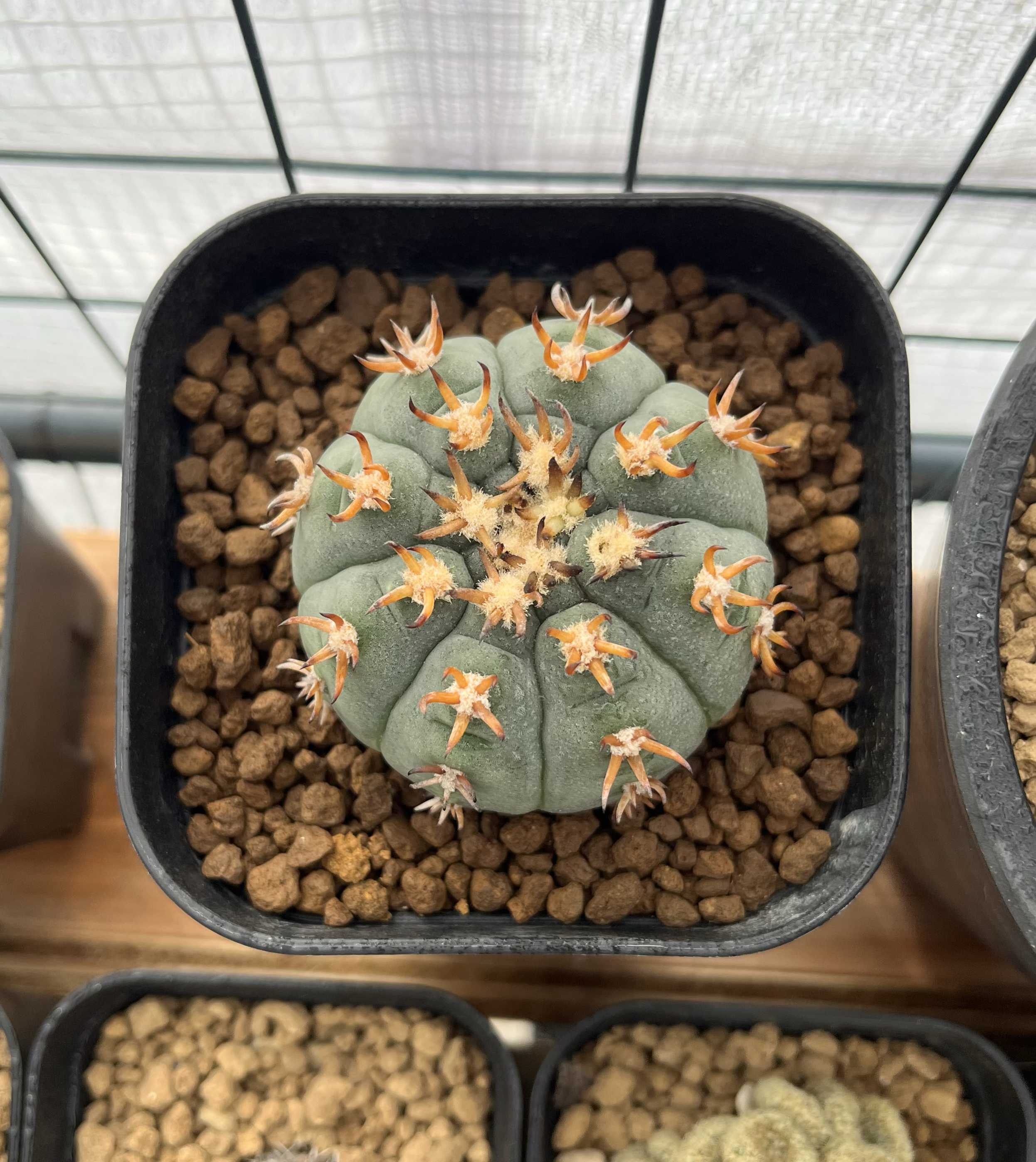 天平丸確認用 Shabomaniac! 難物サボテン「天平丸」