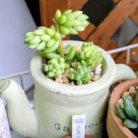 玉つづり,セダム  ビアポップ,多肉植物,つぶつぶ,緑のある暮らしの画像
