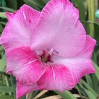 グラジオラス,グラジオラス,ピンク,癒し,ピンクの花の画像