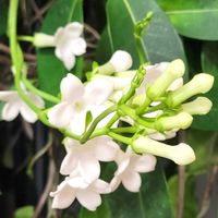 ハイビスカス,マダガスカルジャスミン,ハイビスカス  アドニスイエロー,ハイビスカス アドニスホワイト,北海道の画像