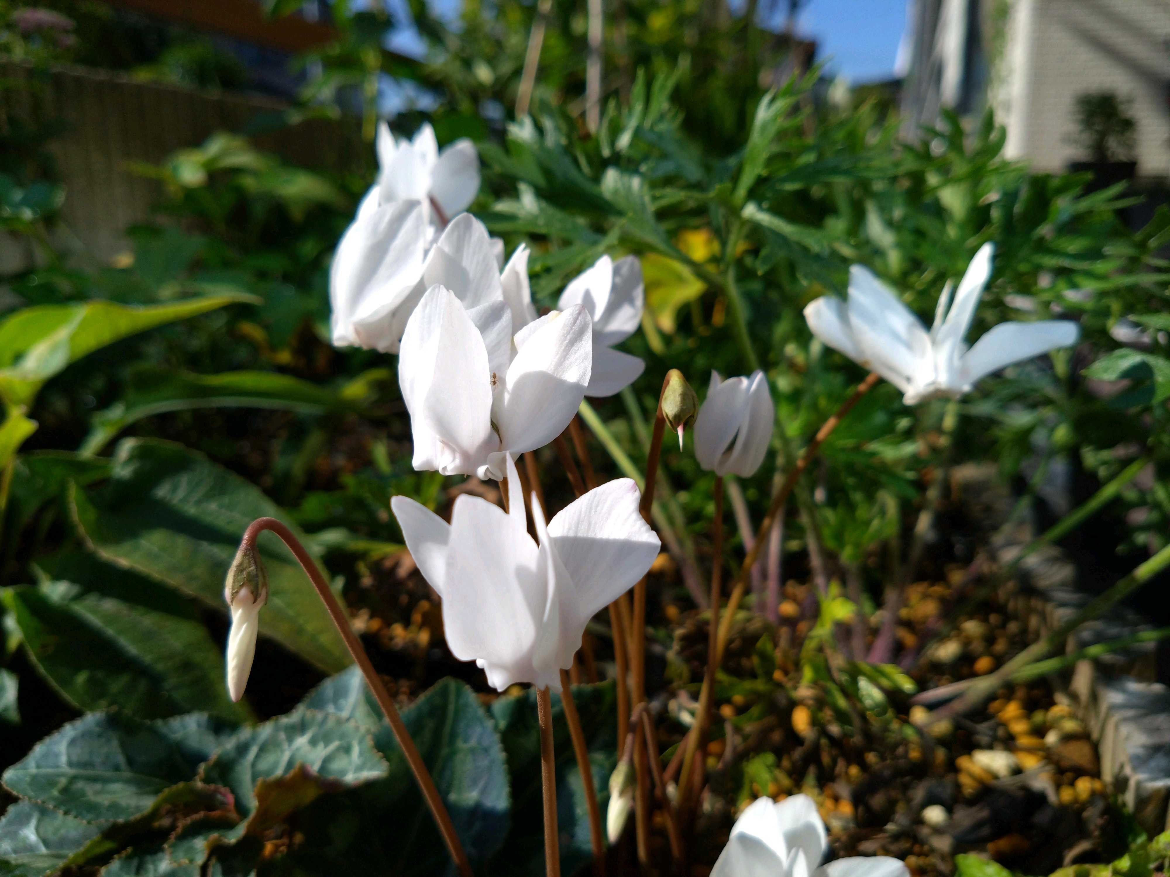 クレマチス ホワイト・ライトの一覧｜🍀GreenSnap（グリーンスナップ）