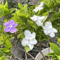 ニオイバンマツリ,可愛い,美しい,爽やか,良い香りの画像