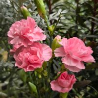 カーネーション,カーネーション,カーネーション,カーネーション,カーネーションの画像