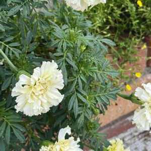 マリーゴールド,花壇,フロントガーデン,庭作り,玄関アプローチの画像