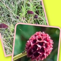 バラ,ヤナギバルイラソウ,ワレモコウ,丸葉万年草,バニー・カクタスの画像