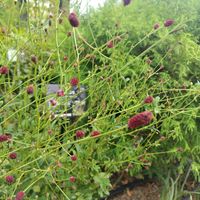 カレープラント,コキア,ワレモコウ,シラタマホシクサ,東山植物園の画像