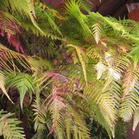 タカワラビ,キンモウコウ,ジオ・ゴールデン・ボバイン,観葉植物,癒しの画像