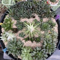 オブツーサ,レイトニー,ミラーボール,雪の花,氷砂糖の画像