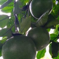 グレープフルーツ,実生,種から,実生の日,無農薬栽培の画像