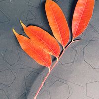 ザミア プミラ,ザミア プミラ,カラテア マコヤナ,ハゼノキ,ザミア フロリダーナの画像