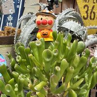 ゴーラム,福兎耳,いつもありがとう♡,ハロウィン,❤️いいね、ありがとうの画像