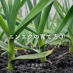 植物のある暮らし,肥料,プランター栽培,自然のある暮らし,家庭菜園奮闘日記の画像