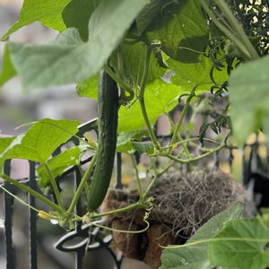 キュウリの画像