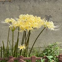 ヒガンバナ,ヒガンバナの画像