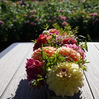 ダリア,ダリア,頭花,花瓶,黄色い花の画像