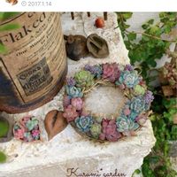 フィカス・プミラ,多肉リース,プミラ,多肉のリース,木の実オーナメントの画像