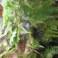 タカワラビ,キンモウコウ,ジオ・ゴールデン・ボバイン,観葉植物,癒しの画像