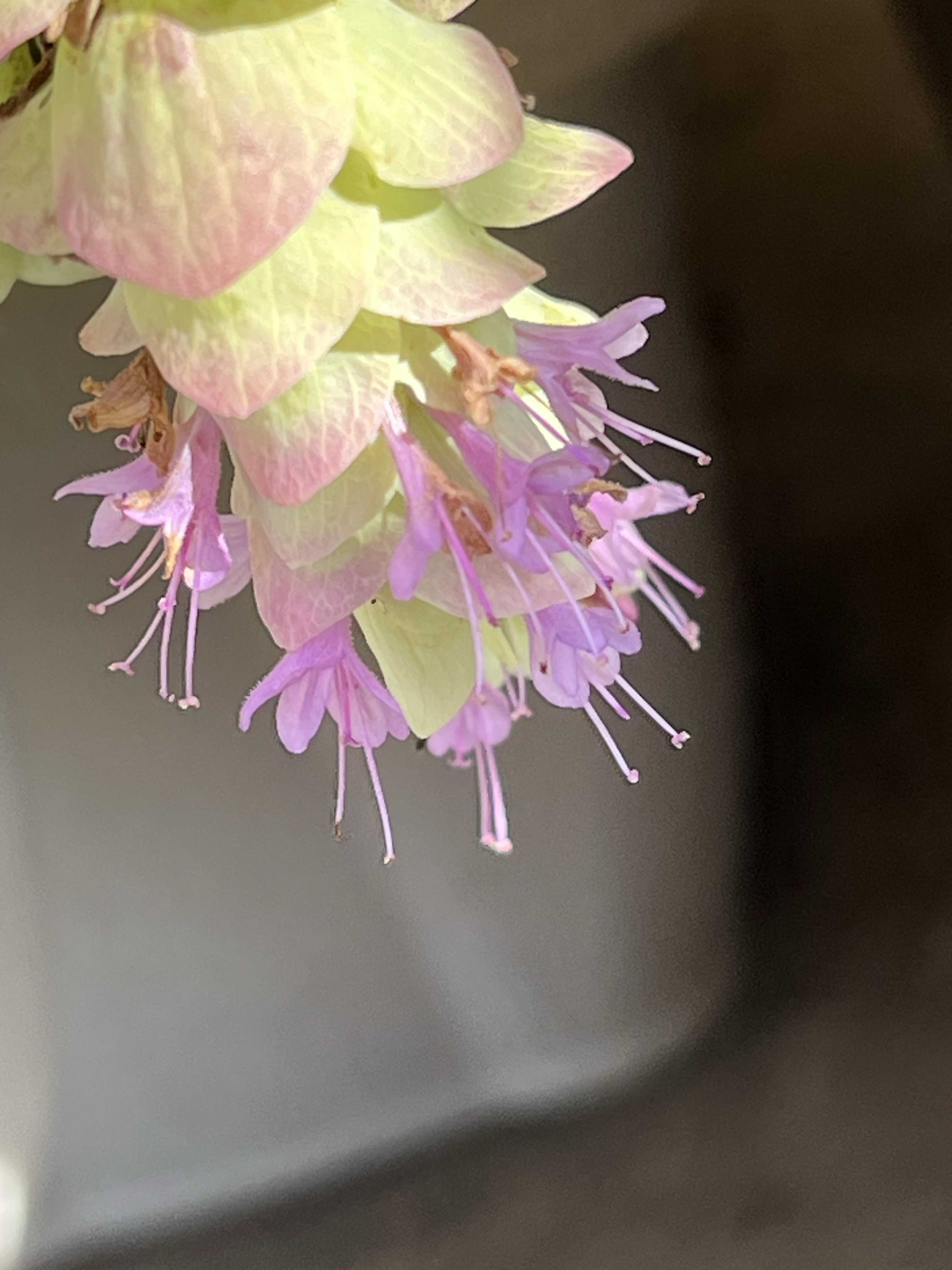 オレガノ・ケントビューティーの育て方｜切り戻しや挿し木の方法は