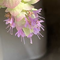 オレガノ ケントビューティー,可愛らしい,花のある暮らしの画像