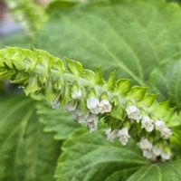 エゴマの花,エゴマの花,エゴマ,エゴマ,エゴマの画像