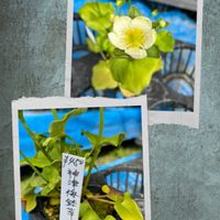 ウメバチソウ,ウメバチソウ,キンシバイ,キンシバイ,お花いろいろの画像