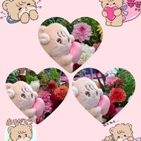 ダリア,ステキ☆,癒し…♡,か〜わい〜,天使の日の画像