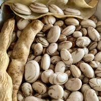 インゲン,インゲン,モロッコインゲン,癒し,収穫の画像