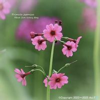 クリンソウ,クリンソウ,山野草,ピンクの花,北海道の画像