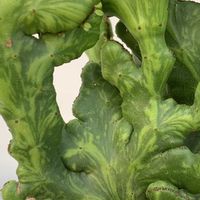 オンコクラータ,ユーフォルビア オンコクラータ,多肉植物,ユーフォルビア,綴化株の画像