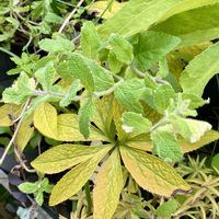 アップルミントの画像