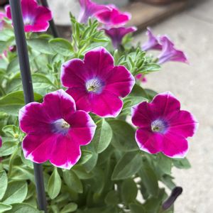 ペチュニア,ペチュニア,サフィニア,サフィニアアート,ペチュニアさくらさくらの画像