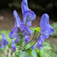 トリカブト,トリカブト,タンナトリカブト,タンナトリカブト,キンポウゲ科の画像