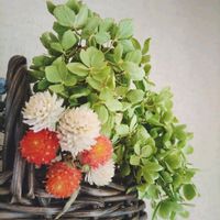 クラスペディア,センニチコウ,センニチコウ,ラグラスバニーテール,ノリウツギ・ライムライトの画像