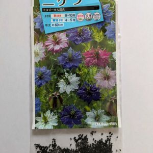 雑草,日記,こぼれ種,自己流,無農薬の画像