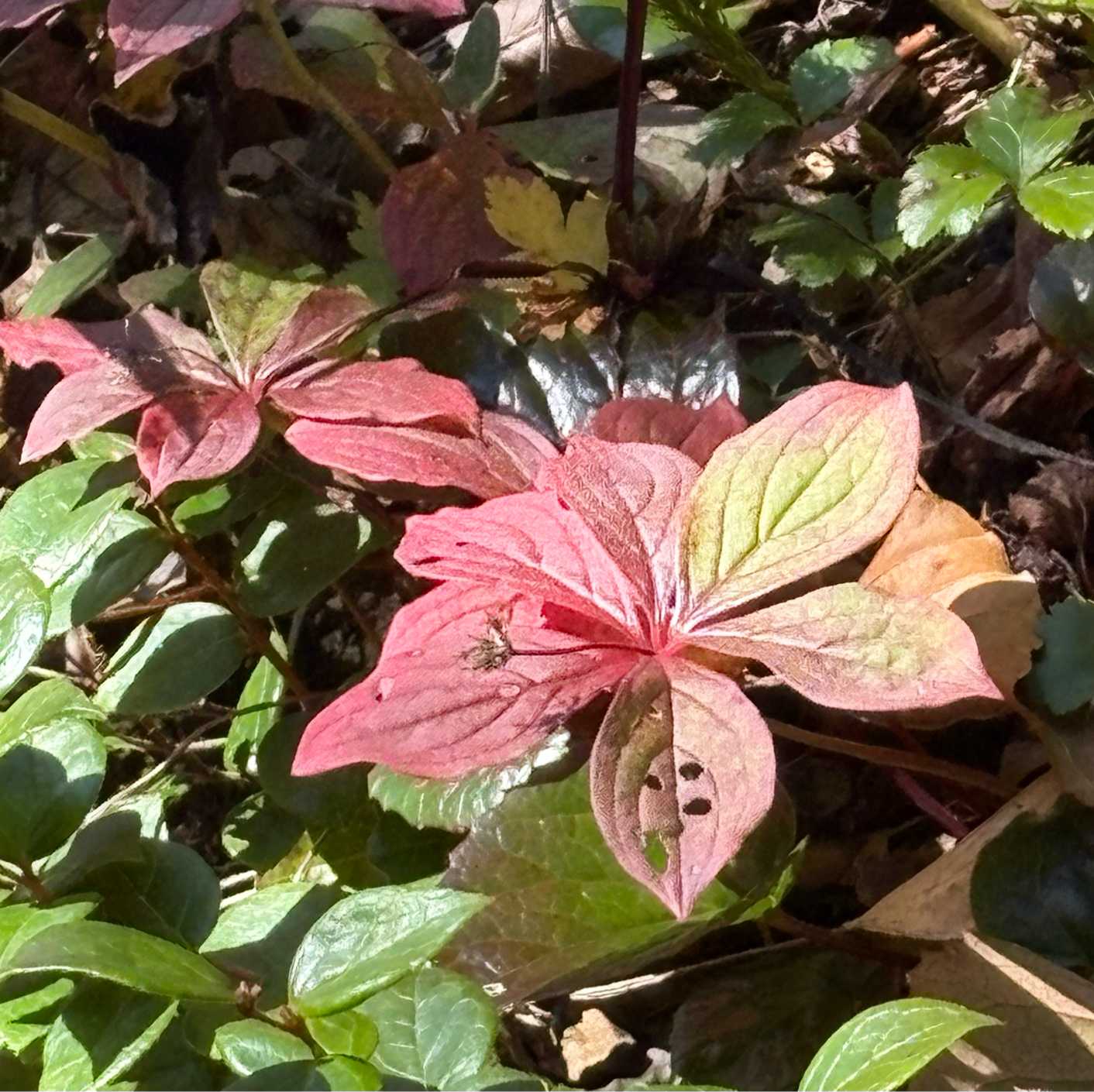 秋田駒ケ岳の紅葉🍁 2025.10.3撮影|🍀GreenSnap(グリーン 秋田駒ケ岳の紅葉🍁 2025.10.3撮影|🍀GreenSnap(グリーン
