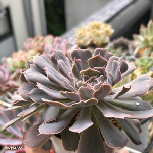 スワンレイク,w'葉挿しっ子,w'名無し丼,多肉植物,エケベリア属の画像