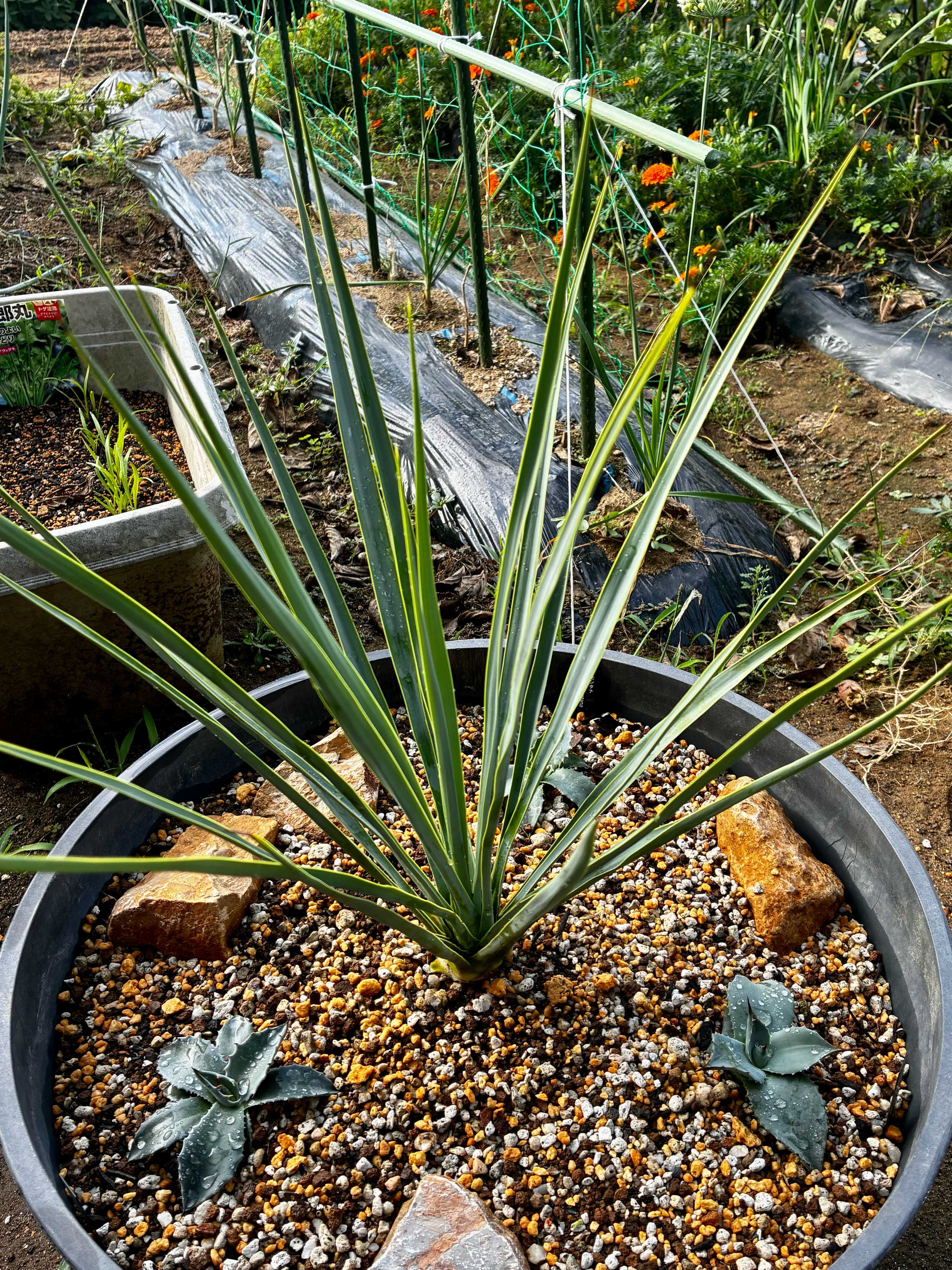 ユッカ リギダの一覧｜🍀GreenSnap（グリーンスナップ）