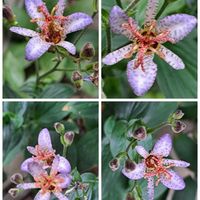 無花果,台湾ホトトギス,曼珠沙華(まんじゅしゃげ),彼岸花A,倉渕の土地にの画像