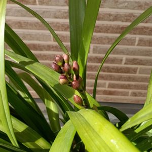 シンビジウム,花芽,ラン科,洋ラン,つぼみの画像