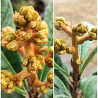 エリシマム,ガイラルディア,ジャガイモ,ストック,チェイランサスの画像