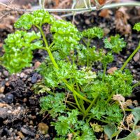 パセリ,ハーブ,豊田市,ベランダの画像