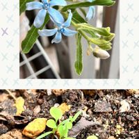 ポピー,ブルースター,GSのみなさんに感謝♡,ピンクリボン,医療従事者に感謝の画像